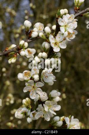 Blackthorn Blossom, Prunus Spinosa Rosengewächse, im März, Hertfordshire, UK. Stockfoto