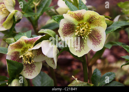 Helleborus blüht in einem Garten von North Carolina Stockfoto