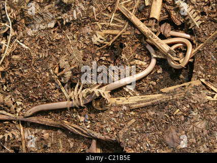 Langsam Wurm auch bekannt als Slow-Wurm, Slowworm, Blindworm oder blinde Wurm, geschiedenen Fragilis Anguidae, Echse, Reptil. Zwei, Paare. Stockfoto