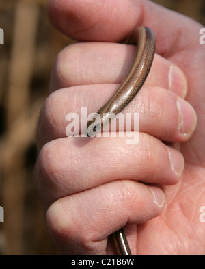Langsam Wurm auch bekannt als Slow-Wurm, Slowworm, Blindworm oder blinde Wurm, geschiedenen Fragilis Anguidae, Echse, Reptil. Stockfoto
