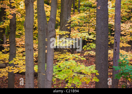 Baumstämme und Herbstlaub am Rocky River in Cleveland, Ohio, USA Stockfoto