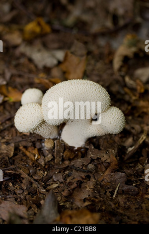 Gemeinsamen Puffball Pilz (Lycoperdon Perlatum) Stockfoto