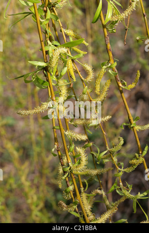 Trauerweide Kätzchen, Salix Babylonica, Salicaceae. Stockfoto