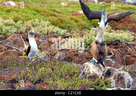 2 männliche Blaufußtölpel tanzen für einen weiblichen Vogel in Galapagos-Inseln Stockfoto