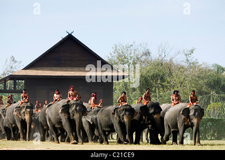 Eine Herde Elefanten und ihre Mahouts Suai (Master) während des jährlichen Festivals der Elephant Roundup.  Surin, Surin, Thailand Stockfoto