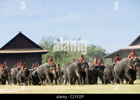 Eine Herde Elefanten und ihre Mahouts Suai (Master) während des jährlichen Festivals der Elephant Roundup.  Surin, Surin, Thailand Stockfoto