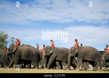 Eine Herde Elefanten und ihre Mahouts Suai (Master) während des jährlichen Festivals der Elephant Roundup.  Surin, Surin, Thailand Stockfoto