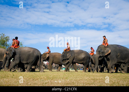 Eine Herde Elefanten und ihre Mahouts Suai (Master) während des jährlichen Festivals der Elephant Roundup.  Surin, Surin, Thailand Stockfoto