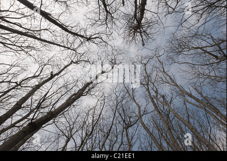 gen Himmel blickte in einen dichten Buchenwald, woodland Stockfoto