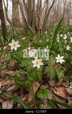 Wind-Blume, Buschwindröschen blühen im zeitigen Frühjahr unter sommergrünen Wald Baldachin, in Kent North downs Stockfoto