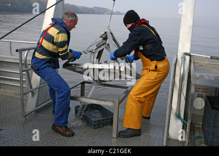 Meeresforscher sammeln Sediment greifen Proben aus dem Fluss Mersey, UK Stockfoto