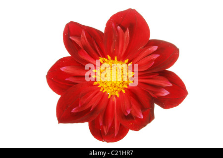 Altrosa rote Dahlie Blüte isoliert gegen weiß Stockfoto