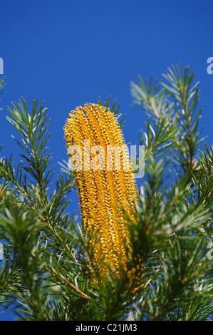 Banksia Blume groß gelb Stockfoto