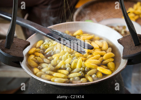 Seide Garn wird aus den Kokons der Seidenraupe gezeichnet.  Surin, Surin, Thailand Stockfoto