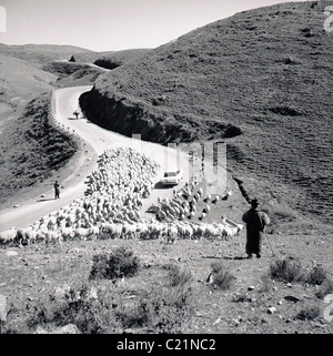 Portugal der 1950er Jahre. Historisches Bild aus dieser Ära der Schafe auf einer Landstraße. Stockfoto