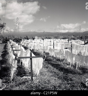 Tunesien, 1950er Jahre. Baumwollgarn in einem Feld in diesem Geschichtsbild von J Allan Cash trocknen. Stockfoto