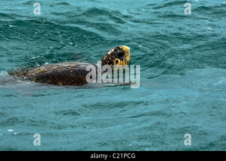 Unechte Karettschildkröte (Caretta Caretta) schwimmen auf Wasser, Shark Bay Western Australia Stockfoto