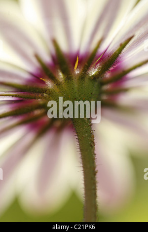 Ein Gänseblümchen Regen fotografiert von unterhalb. Aus einer anderen Perspektive schafft die Unterseite das Gänseblümchen einen ungewohnter Anblick. Stockfoto