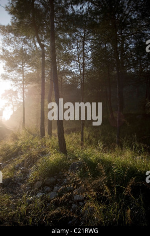 am frühen Morgennebel im Wald nebligen Sonne Sonnenlicht Aufstieg Sonnenaufgang Sonnenaufgänge Frischluft frische Luft Kiefer weiche leichte kühle Wälder Bäume tre Stockfoto