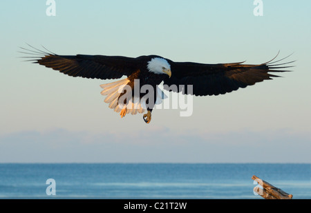 Weißkopf-Seeadler kommen am Strand von der Kachemak Bay bei Homer Spit in der Nähe von Homer in Alaska fliegen Stockfoto