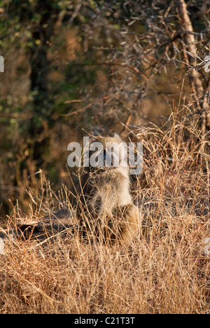 Chacma Pavian, Papio Ursinus, Krüger Nationalpark, Südafrika Stockfoto