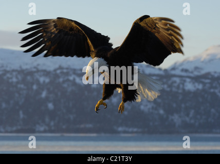 Weißkopf-Seeadler kommen am Strand von der Kachemak Bay bei Homer Spit in der Nähe von Homer in Alaska fliegen Stockfoto