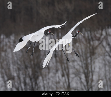 Zwei rote gekrönten aka japanische Kraniche Grus Japonensis im Flug über einem schneebedeckten Feld in der Nähe von Akan in Hokkaido, Japan Stockfoto