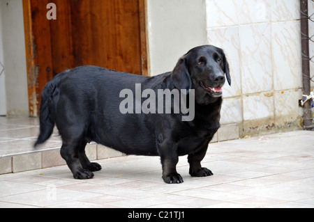 Hund, 'Labrahund', Kreuzung zwischen einem Labrador und einem Dackel, Paranagua, Parana, Brasilien Stockfoto