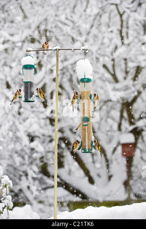 Stieglitz (Zuchtjahr Zuchtjahr) im Schnee. Stadtgarten, größere Manchester, UK Stockfoto