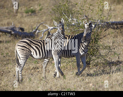 Zebra Stockfoto