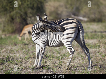 Zebra Stockfoto