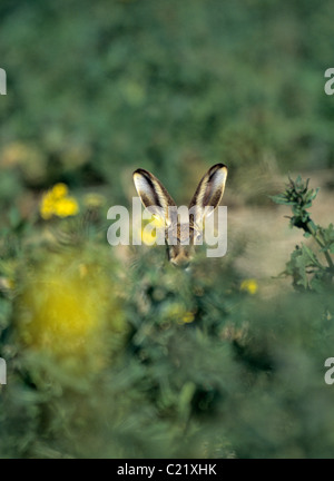 Feldhase (Lepus Europaeus) Roggen Harbour Nature Reserve, East Sussex Stockfoto
