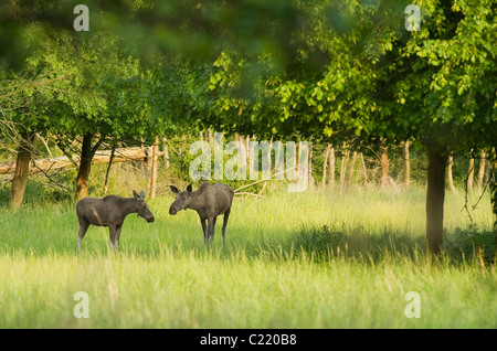 Europäischen Elch oder Elch (A. Alces Alces). In Gefangenschaft, Niederlande. Stockfoto