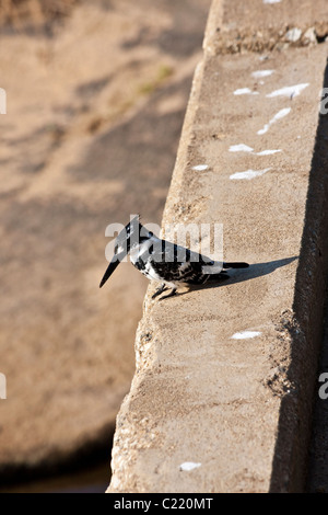 Pied Kingfisher, Ceryle Rudis - Alcyon Kuchen sitzen auf Steinmauer, Krüger Nationalpark, Südafrika 2010 Stockfoto