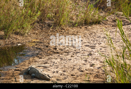 Crocodylus Niloticus, in Sonne am Ufer des Flusses Nil-Krokodil Stockfoto