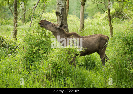Europäischen Elch oder Elch (A. Alces Alces). In Gefangenschaft, Niederlande. Stockfoto
