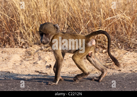 Baby-männliche Chacma Pavian, Papio Ursinus, Krüger Nationalpark, Südafrika Stockfoto