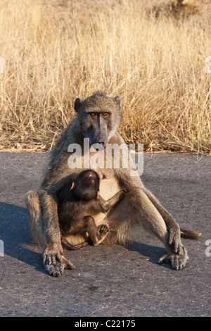Mutter und Säugling baby Chacma Pavian, Papio Ursinus, Krüger Nationalpark, Südafrika Stockfoto