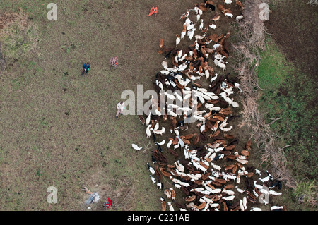 Masai-Mann beobachtet Rinder, Masai Mara, Kenia. Stockfoto