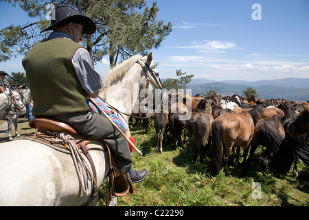 Ein saisonales aufrunden von Pferden bei Sabucedo während der Rapa Das Bestas Festival, Galicien, Spanien Stockfoto