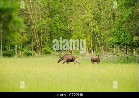 Europäischen Elch oder Elch (A. Alces Alces). In Gefangenschaft, Niederlande. Stockfoto