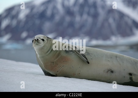 [Krabbenfresserrobbe Dichtung] [Lobodon Carcinophaga] liegen auf Schnee [Stonington Insel], [Marguerite Bay], [West Graham Land], Antarktis Stockfoto