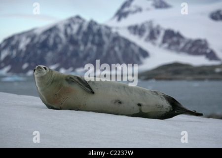 [Krabbenfresserrobbe Dichtung] [Lobodon Carcinophaga] liegen auf Schnee [Stonington Insel], [Marguerite Bay], [West Graham Land], Antarktis Stockfoto