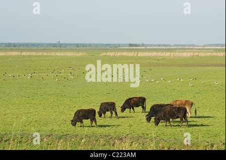 Heckrindern (Bos Taurus) Oostvaardersplassen, Niederlande Stockfoto