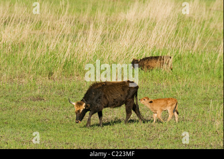 Heckrindern (Bos Taurus) Oostvaardersplassen, Niederlande Stockfoto