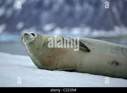 [Krabbenfresserrobbe Dichtung] [Lobodon Carcinophaga] liegen auf Schnee [Stonington Insel], [Marguerite Bay], [West Graham Land], Antarktis Stockfoto