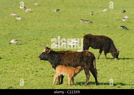 Heckrindern (Bos Taurus) Oostvaardersplassen, Niederlande Stockfoto