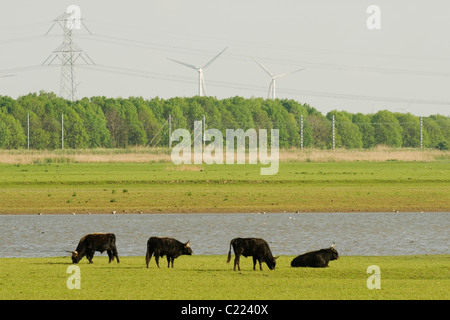 Heckrindern (Bos Taurus) Oostvaardersplassen, Niederlande Stockfoto