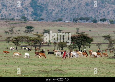 Masai-Mann beobachtet Rinder, Masai Mara, Kenia. Stockfoto