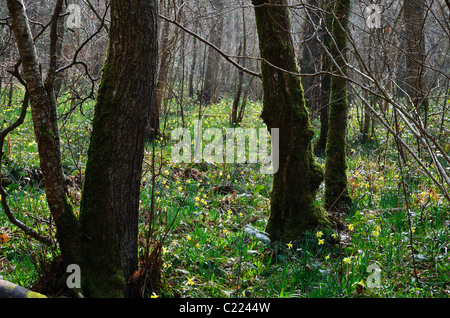 Wilde Narzissen in einer Lichtung im Dunsford Wood, ein Devon-Vertrauen-Naturschutzgebiet Stockfoto